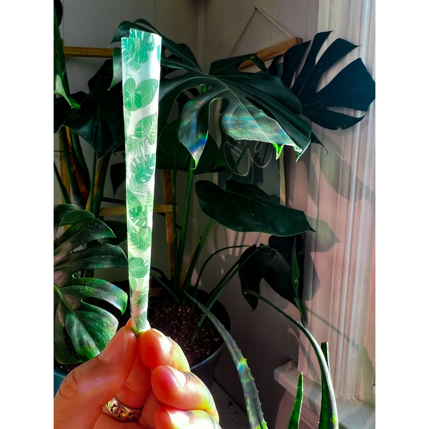 Plant Mom Cones