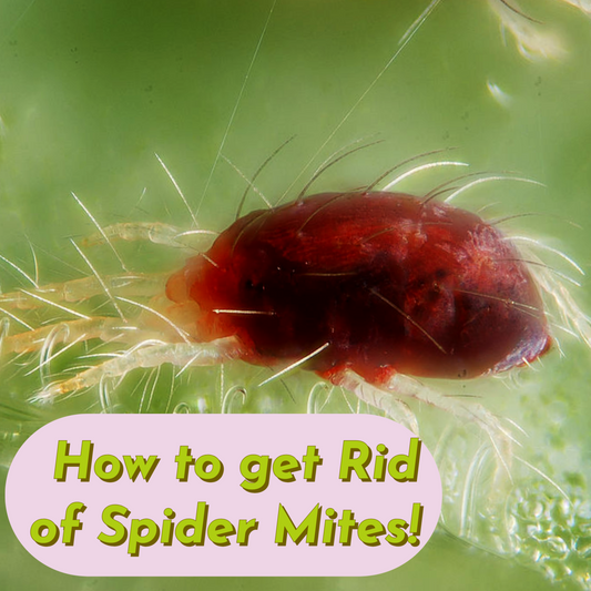 How I Beat the Parasites from HELL aka Spider-mites